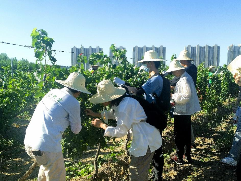 168体育 168体育直播 平台中农大康奈尔项目学生赴涿州教学实验场参加劳动教育实践周(图2)